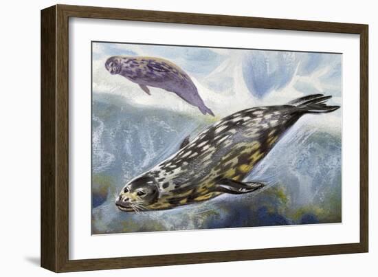 Weddell Seal (Leptonychotes Weddellii), Phocidae-null-Framed Giclee Print