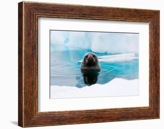 Weddell Seal Looking up out of the Water, Antarctica-Mint Images/ Art Wolfe-Framed Photographic Print