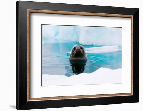 Weddell Seal Looking up out of the Water, Antarctica-Mint Images/ Art Wolfe-Framed Photographic Print