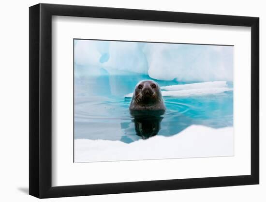 Weddell Seal Looking up out of the Water, Antarctica-Mint Images/ Art Wolfe-Framed Photographic Print