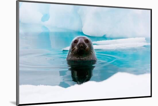 Weddell Seal Looking up out of the Water, Antarctica-Mint Images/ Art Wolfe-Mounted Photographic Print