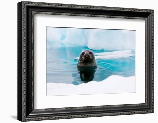 Weddell Seal Looking up out of the Water, Antarctica-Mint Images/ Art Wolfe-Framed Photographic Print