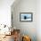 Weddell Seal Looking up out of the Water, Antarctica-Mint Images/ Art Wolfe-Framed Premier Image Canvas displayed on a wall