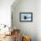 Weddell Seal Looking up out of the Water, Antarctica-Mint Images/ Art Wolfe-Framed Premier Image Canvas displayed on a wall