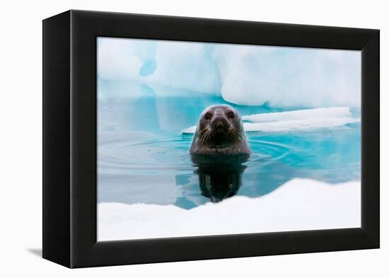 Weddell Seal Looking up out of the Water, Antarctica-Mint Images/ Art Wolfe-Framed Premier Image Canvas