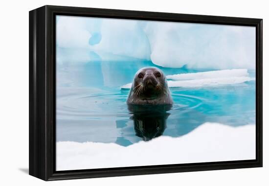 Weddell Seal Looking up out of the Water, Antarctica-Mint Images/ Art Wolfe-Framed Premier Image Canvas