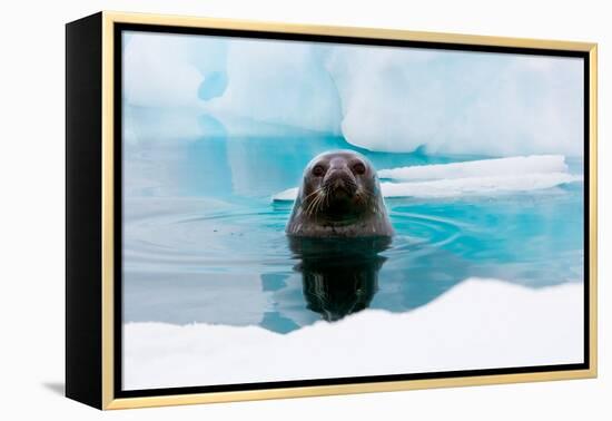 Weddell Seal Looking up out of the Water, Antarctica-Mint Images/ Art Wolfe-Framed Premier Image Canvas