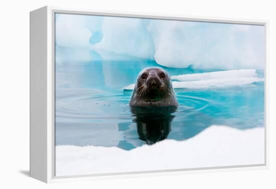 Weddell Seal Looking up out of the Water, Antarctica-Mint Images/ Art Wolfe-Framed Premier Image Canvas