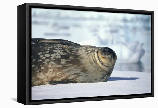 Weddell Seal Lying on Ice-DLILLC-Framed Premier Image Canvas
