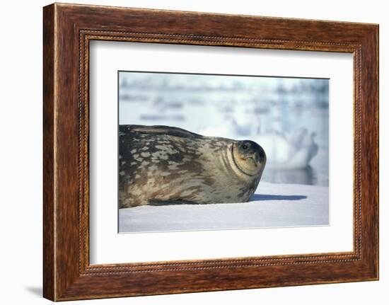 Weddell Seal Lying on Ice-DLILLC-Framed Photographic Print