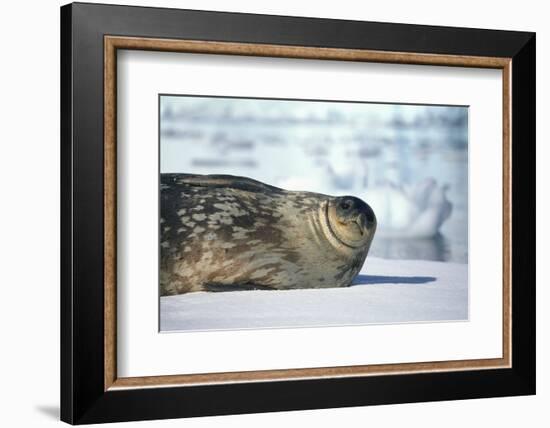 Weddell Seal Lying on Ice-DLILLC-Framed Photographic Print