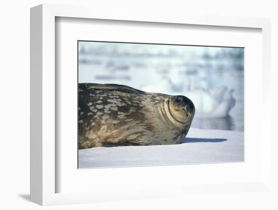 Weddell Seal Lying on Ice-DLILLC-Framed Photographic Print