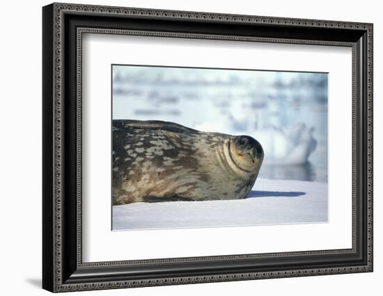 Weddell Seal Lying on Ice-DLILLC-Framed Photographic Print