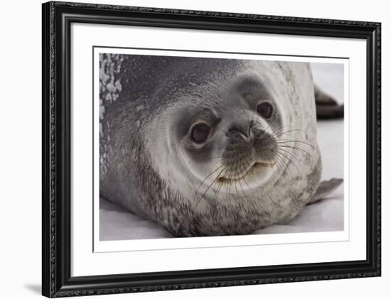 Weddell Seal-Donald Paulson-Framed Giclee Print