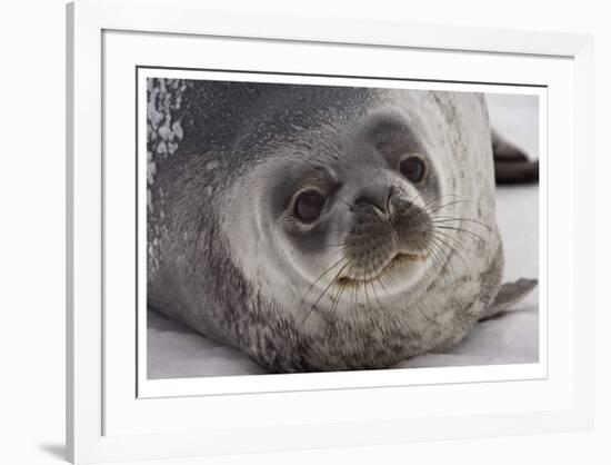 Weddell Seal-Donald Paulson-Framed Giclee Print