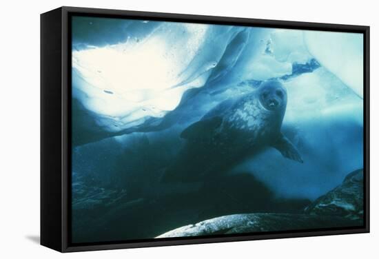 Weddell Seal-Doug Allan-Framed Premier Image Canvas