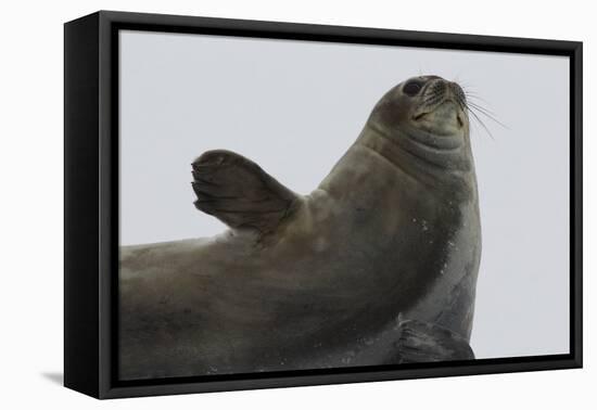 Weddell Seal-Joe McDonald-Framed Premier Image Canvas