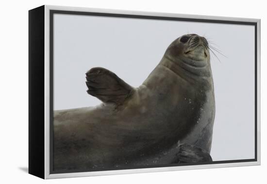 Weddell Seal-Joe McDonald-Framed Premier Image Canvas