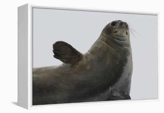 Weddell Seal-Joe McDonald-Framed Premier Image Canvas