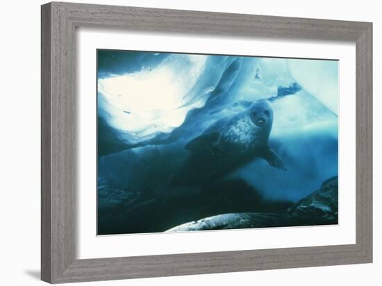 Weddell Seal-Doug Allan-Framed Photographic Print