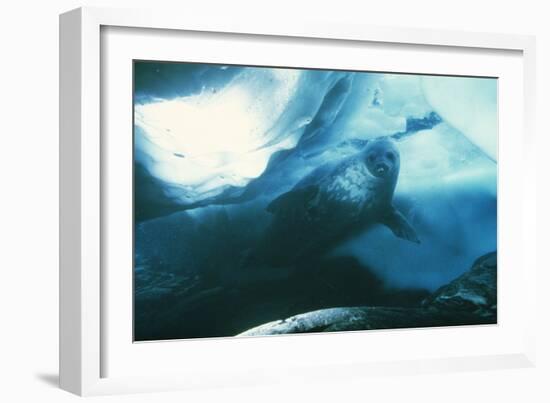 Weddell Seal-Doug Allan-Framed Photographic Print