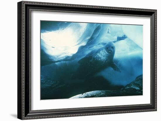 Weddell Seal-Doug Allan-Framed Photographic Print