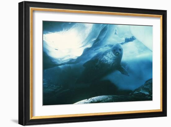 Weddell Seal-Doug Allan-Framed Photographic Print