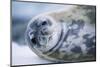 Weddell Seal-Paul Souders-Mounted Photographic Print