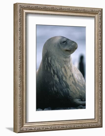 Weddell Seal-DLILLC-Framed Photographic Print