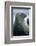 Weddell Seal-DLILLC-Framed Photographic Print