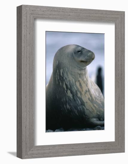 Weddell Seal-DLILLC-Framed Photographic Print