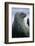 Weddell Seal-DLILLC-Framed Photographic Print