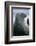 Weddell Seal-DLILLC-Framed Photographic Print