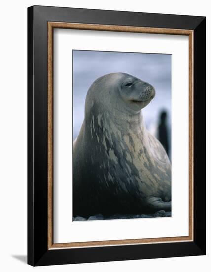 Weddell Seal-DLILLC-Framed Photographic Print