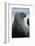 Weddell Seal-DLILLC-Framed Photographic Print