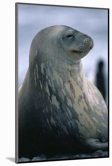 Weddell Seal-DLILLC-Mounted Photographic Print