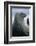 Weddell Seal-DLILLC-Framed Photographic Print