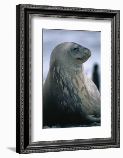 Weddell Seal-DLILLC-Framed Photographic Print