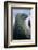 Weddell Seal-DLILLC-Framed Photographic Print