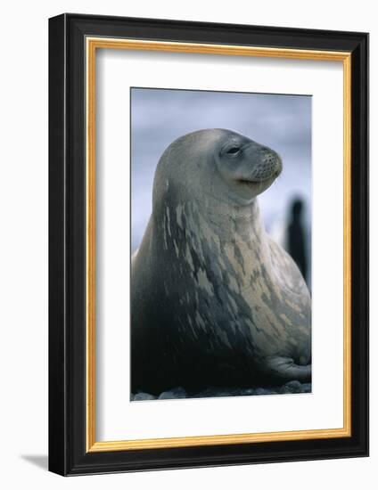 Weddell Seal-DLILLC-Framed Photographic Print