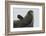 Weddell Seal-Joe McDonald-Framed Photographic Print