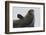 Weddell Seal-Joe McDonald-Framed Photographic Print