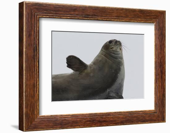 Weddell Seal-Joe McDonald-Framed Photographic Print