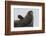 Weddell Seal-Joe McDonald-Framed Photographic Print