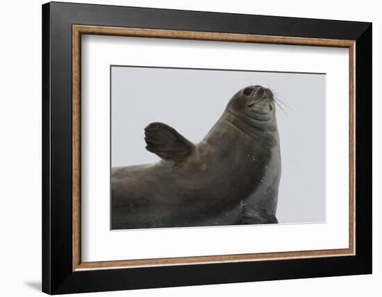 Weddell Seal-Joe McDonald-Framed Photographic Print