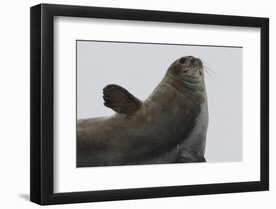 Weddell Seal-Joe McDonald-Framed Photographic Print