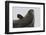 Weddell Seal-Joe McDonald-Framed Photographic Print