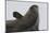 Weddell Seal-Joe McDonald-Mounted Photographic Print