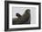 Weddell Seal-Joe McDonald-Framed Photographic Print