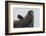 Weddell Seal-Joe McDonald-Framed Photographic Print